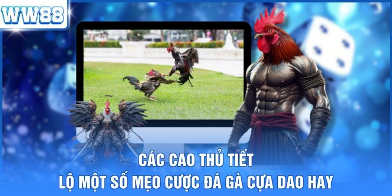 Các cao thủ tiết lộ một số mẹo cược đá gà cựa dao hay