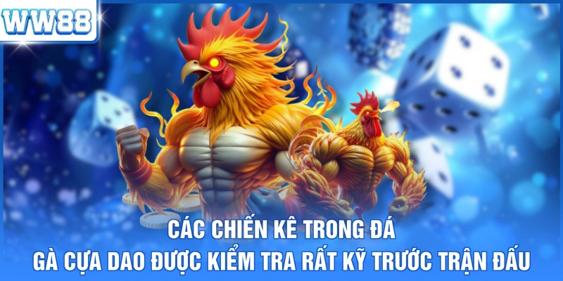 Các chiến kê trong đá gà cựa dao được kiểm tra rất kỹ trước trận đấu