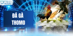 Đá Gà Thomo - WW88 Tổ Chức Những Cuộc Đọ Sức Nảy Lửa Nhất