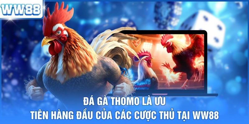 Đá gà Thomo là ưu tiên hàng đầu của các cược thủ tại WW88
