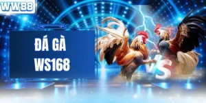 Đá Gà WS168 - Top 1 Trường Đấu Đỉnh Cao Cho Cược Thủ