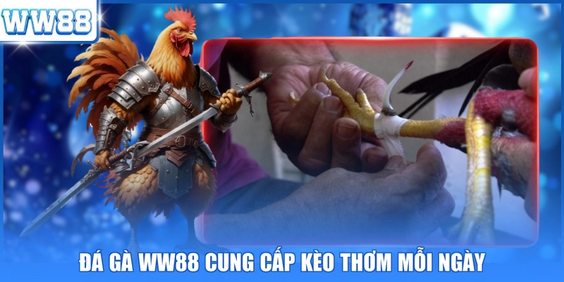 Đá gà WW88 cung cấp kèo thơm mỗi ngày