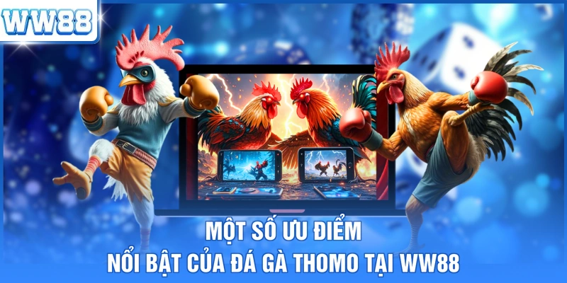 Một số ưu điểm nổi bật của đá gà Thomo tại WW88