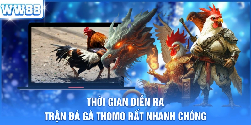 Thời gian diễn ra trận đá gà Thomo rất nhanh chóng